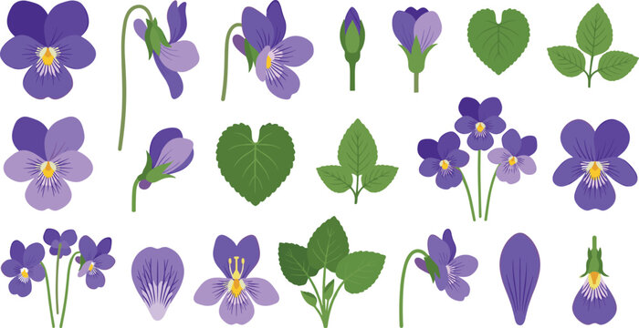 Purple Violet and Pansy Flower Botanical Vector Elements Set Featuring Wild Violet Blossoms Buds Petals and Leaves for Floral Graphic Designs
