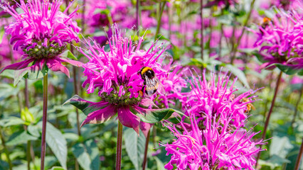 Fototapeta premium Bees gather nectar from bright pink flowers in a sunny garden during summer