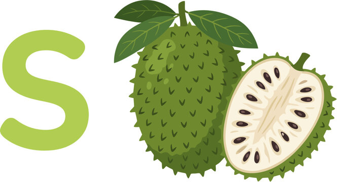 A sliced green soursop fruit with leaves on a white background 