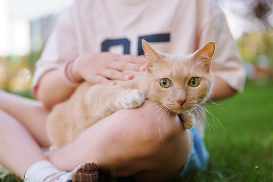 Girl holding a ginger cat on her lap outdoors. Pet carrier nearby.