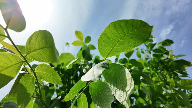 Close-up of vibrant green walnut tree leaves illuminated by bright summer sunlight. Fresh foliage on a branch creating beautiful shadows against a blurred natural garden and grass background.