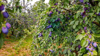 Fototapeta premium Plum trees with ripe fruits in an orchard during summer harvest season