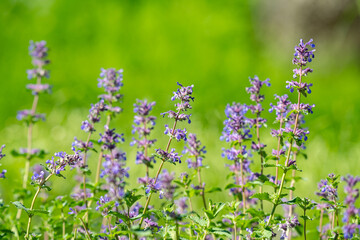 Obraz premium Stunning Purple Wildflowers Flourishing in a Lush