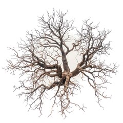Obraz premium Drying tree art illustrated silhouette.