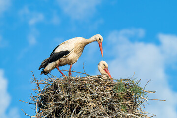 Fototapeta premium White storks on the nest.