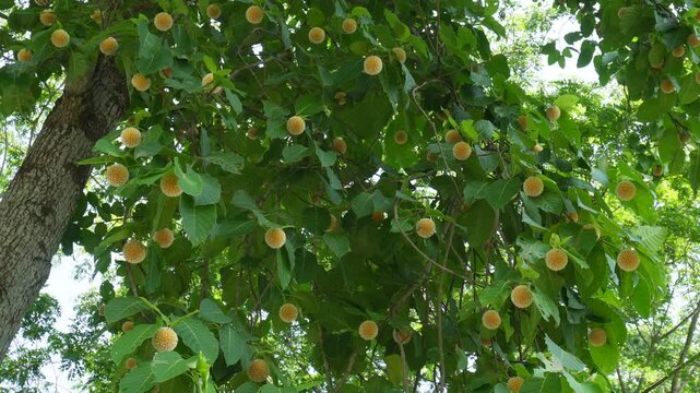 Kadamba fruit glowing with vibrant orange color