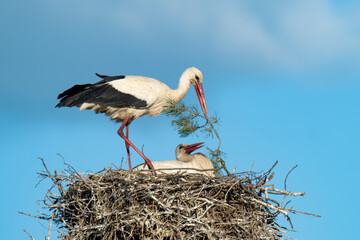 Fototapeta premium White storks on the nest.