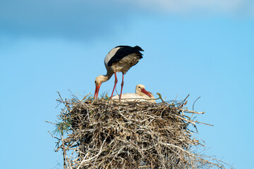 Fototapeta premium White storks on the nest.