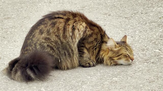 A fluffy longhaired tabby cat crouches low on the pavement. The feline rests its head flat on the gray asphalt road. It relaxes peacefully with closed eyes.