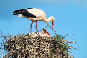 Fototapeta premium White storks on the nest.