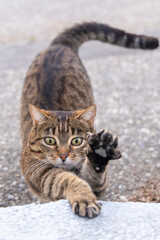Naklejka premium Eine getigerte Katze frontal bei einer Dehnübung mit erhobener Pfote