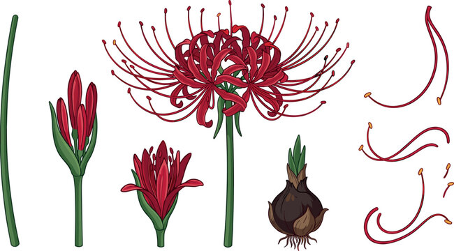 Red Spider Lily Botanical Illustration Set with Blooming Flowers, Bulb, Petals, and Detailed Japanese Lycoris Plant Anatomy Elements