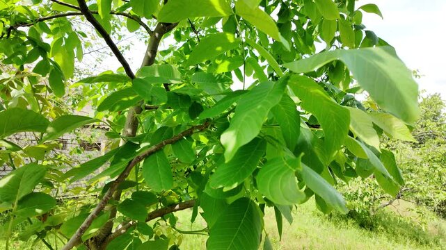 Close-up of vibrant green walnut tree leaves illuminated by bright summer sunlight. Fresh foliage on a branch creating beautiful shadows against a blurred natural garden and grass background.