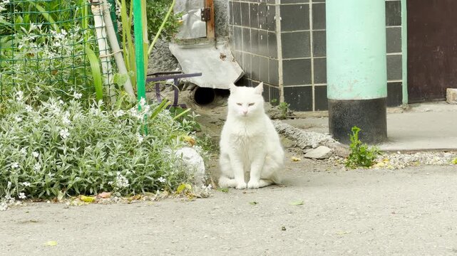 A fluffy white cat sits on a concrete path. The pet looks away attentively next to a green garden patch. A tiled building wall stands in the background.
