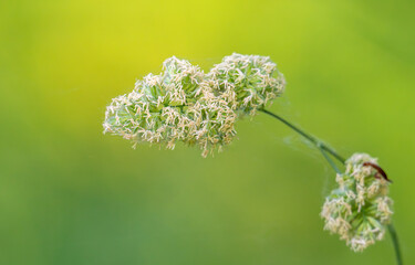 Obraz premium Beautiful green grass in a meadow