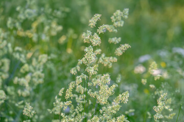 Obraz premium Beautiful green grass in a meadow