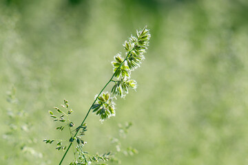 Obraz premium Beautiful green grass in a meadow
