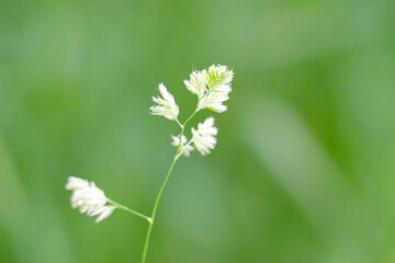 Obraz premium Beautiful green grass in a meadow