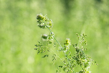 Obraz premium Beautiful green grass in a meadow