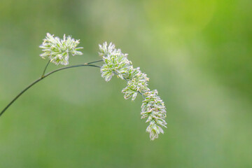 Obraz premium Beautiful green grass in a meadow