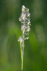 Obraz premium Beautiful green grass in a meadow