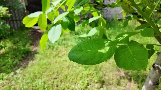 Close-up of vibrant green walnut tree leaves illuminated by bright summer sunlight. Fresh foliage on a branch creating beautiful shadows against a blurred natural garden and grass background.
