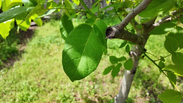 Close-up of vibrant green walnut tree leaves illuminated by bright summer sunlight. Fresh foliage on a branch creating beautiful shadows against a blurred natural garden and grass background.