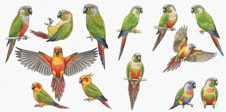Collection of colorful parrots and parakeets in various poses, isolated on a transparent background, showcasing their vibrant plumage and playful nature.
