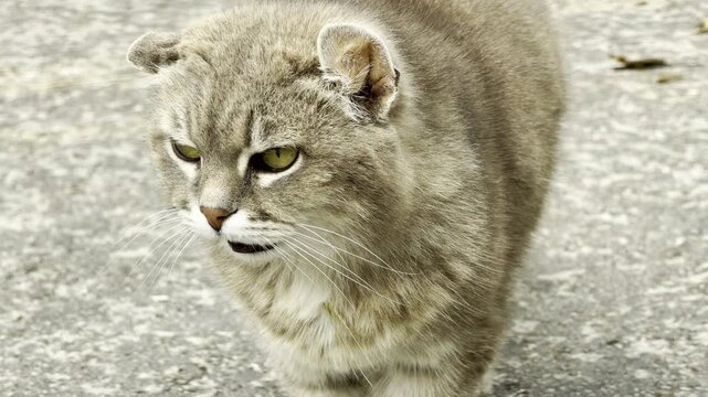 A fluffy gray cat with curled ears walks across the pavement. It has a serious expression during light rain.