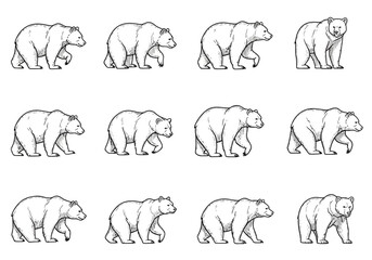 Obraz premium Vector illustrations of walking bears suitable for wildlife projects, nature themes, and children's books.