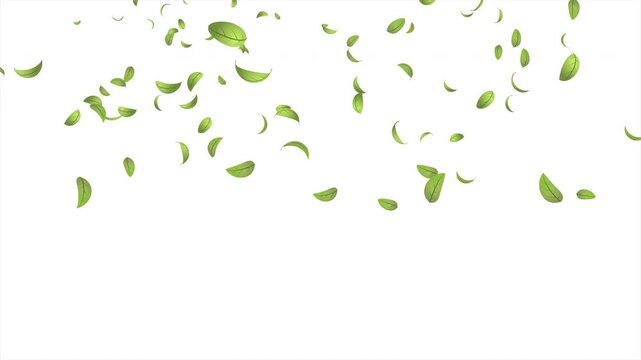 Green leaves flying animation. Realistic green leaf fall animation. Autumn spring season leaves fall background. Natural leaves animation background