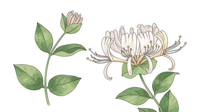 Honeysuckle flowers with green leaves and buds are illustrated in a botanical style on a clean white background for nature projects.