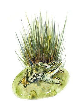 A frog under a bush of grass. The frog hid. Isolated. White background. Watercolor hand drawing illustration