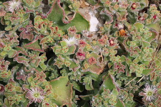 Iceplant, Crystalline, Mesembryanthemum crystallinum, Aizoaceae