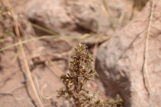 Argan forest Restharrow, Ononis natrix spp arganietorum, Fabaceae