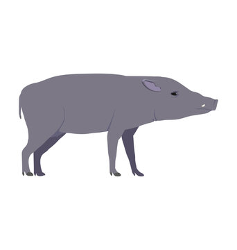 Adult female North sulawesi babirusa in side view flat style icon