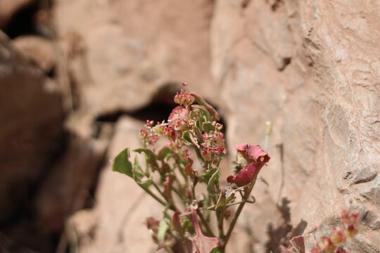 Bladder dock, Rosy dock, Rumex vesicarius, Polygonaceae