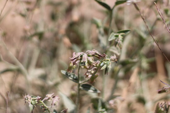 Spurred Borage Bush, Trichodesma calcaratum, Boraginaceae