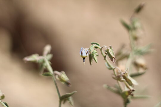 Spurred Borage Bush, Trichodesma calcaratum, Boraginaceae