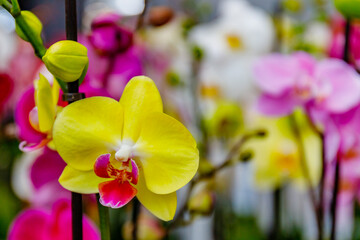 Bright yellow orchid stands out among colorful flowers at a plant show during springtime © Fleuronica