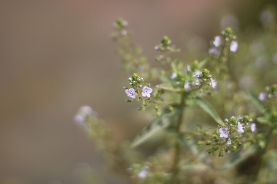 Blue Water speedwell, Veronica anagallis-aquatica, Plantaginaceae