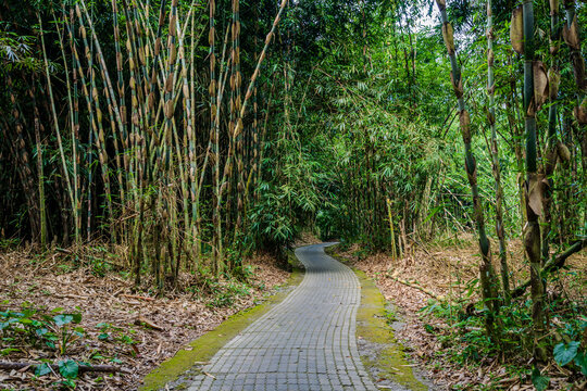 Paved stone walkway winding through a dense bamboo forest in Bangli