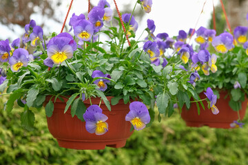 Fototapeta premium Colorful greenhouse garden center aisle lined with hanging baskets, pansy beds, daffodils and mixed spring blooms paved walkway, racks, retail nursery, bright diffused light. Vibrant plant display