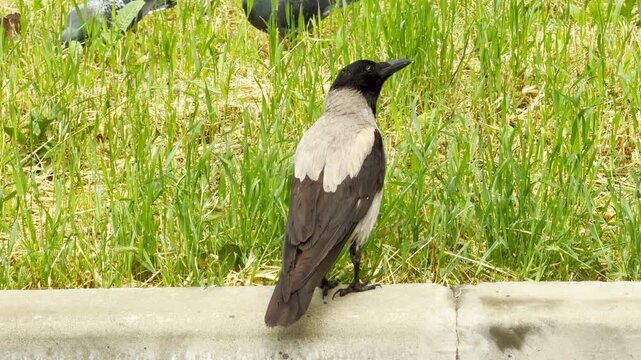 A hooded crow searches for food on a concrete curb. The black and grey bird pecks near a patch of green grass. It looks focused on finding a meal.