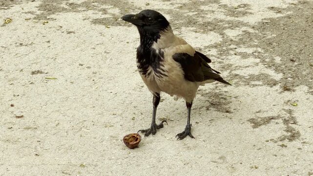 A hooded crow stands alertly on a textured concrete pavement. The black and grey bird guards an empty walnut shell at its feet. It looks around curiously.