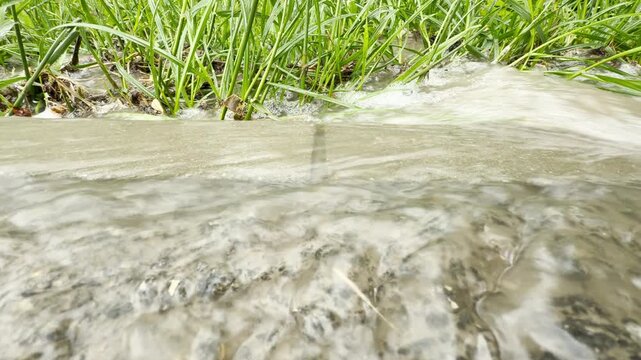 Rainwater rushes rapidly over a concrete curb. The swift current flows past patches of tall green grass. It creates bubbles and ripples during a heavy storm.