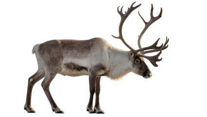 Reindeer with large antlers standing profile view © Lukas