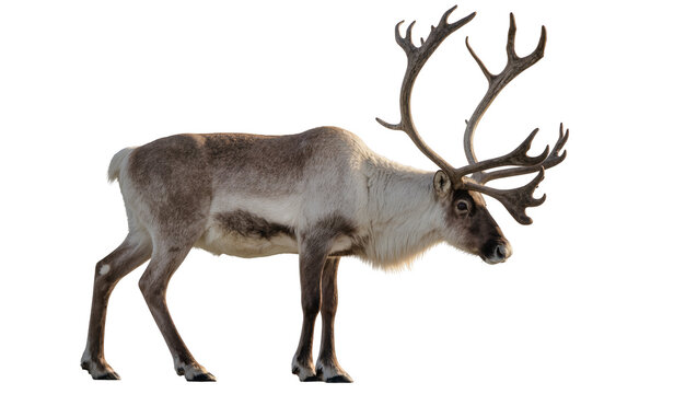 Reindeer with large antlers standing profile view