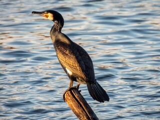 Portret kormorana nad wodą © Maciej