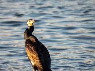 kormoran zwyczajny duży czarny ptak występujący nad jeziorami i rzekami © Maciej